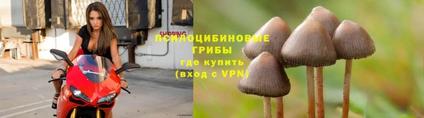 PSILOCYBIN Елабуга